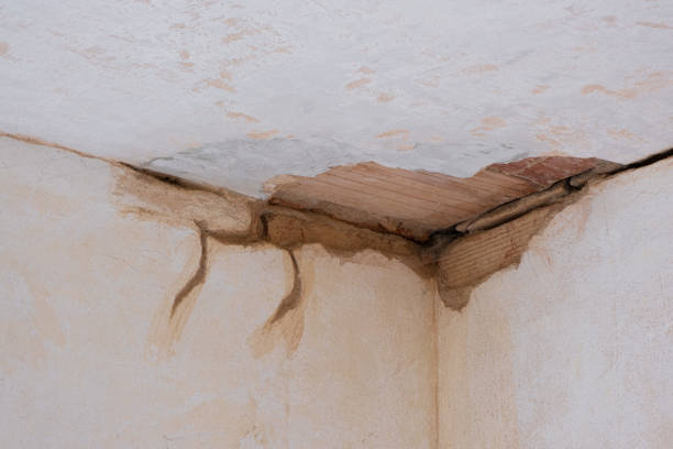 Best Mold removal after water damage  in Osprey, FL